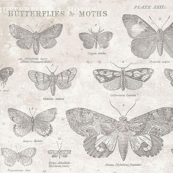 Monochrome - Butterflies Parchment PWTH004.PARCH