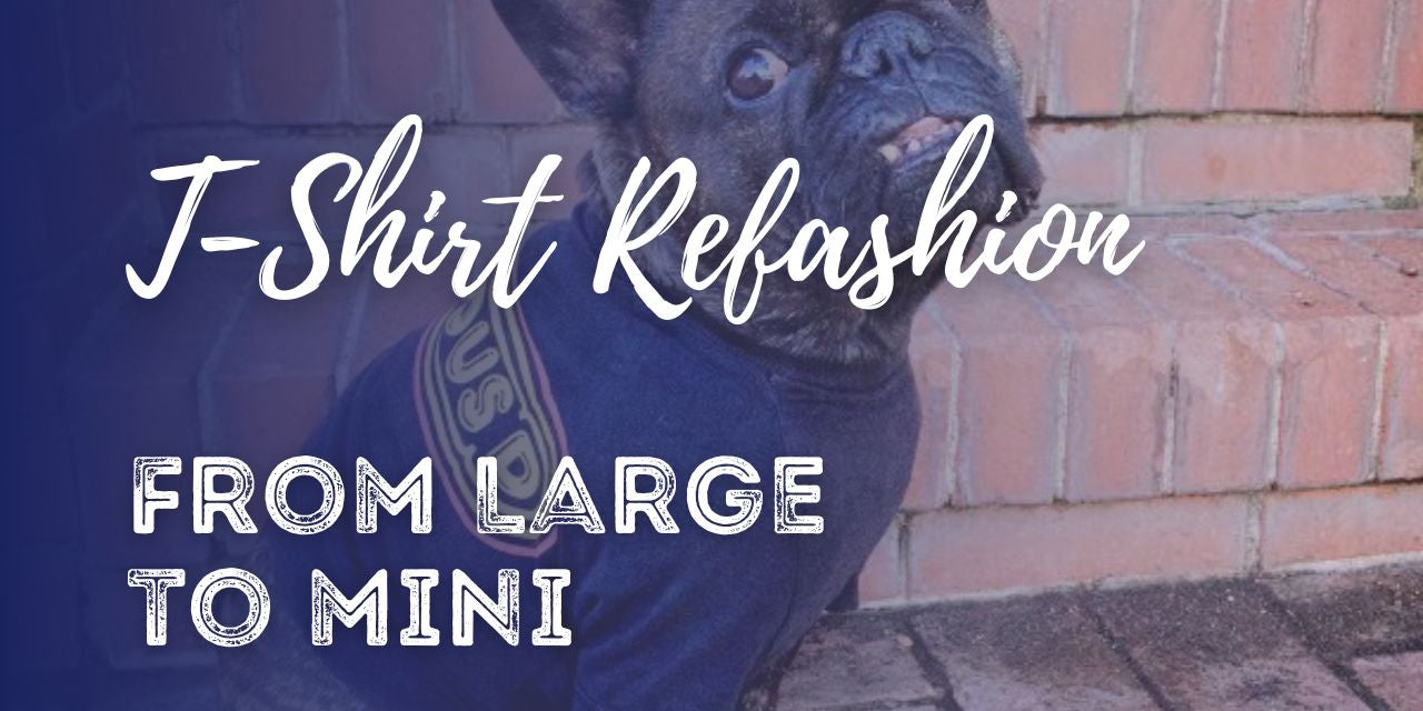 Dog in up-cycled shirt