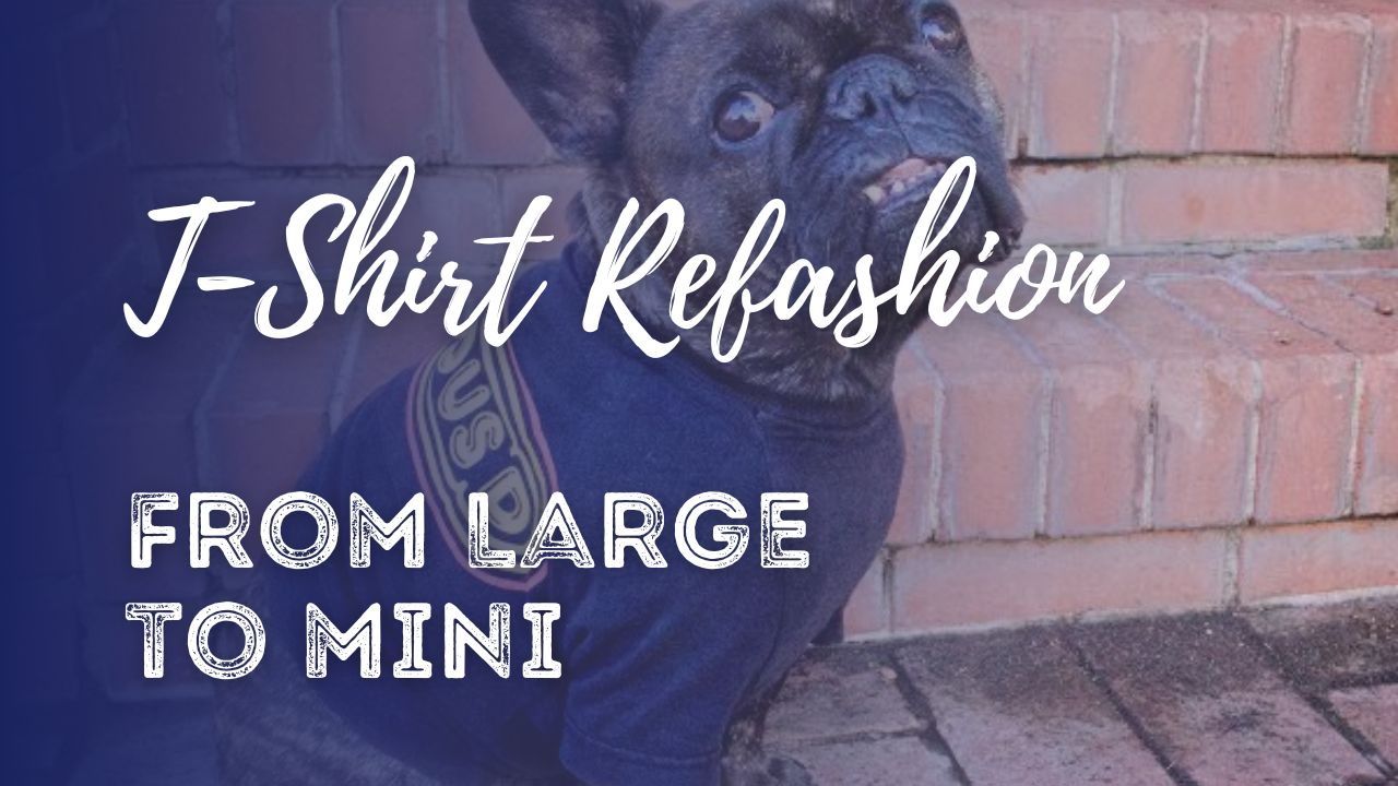 Dog in up-cycled shirt