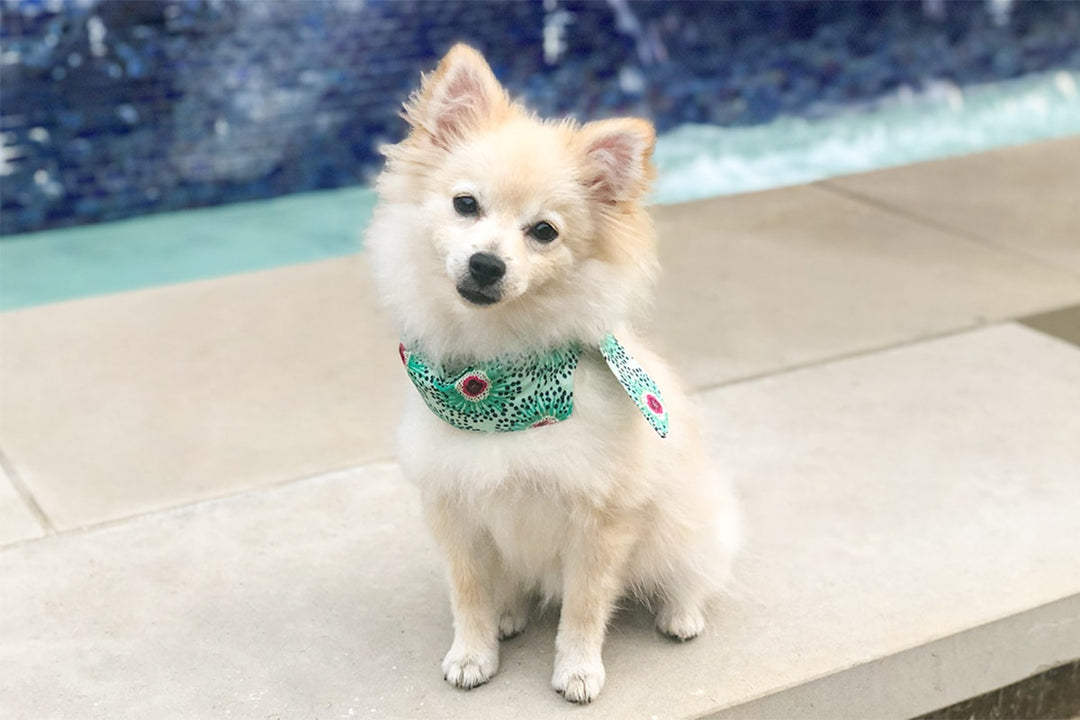 Dog Cooling Bandana Sewing Tutorial