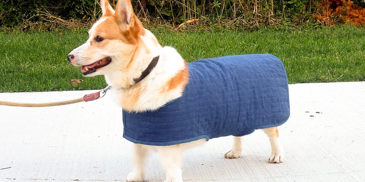Dog Coat-ure with the Q Series