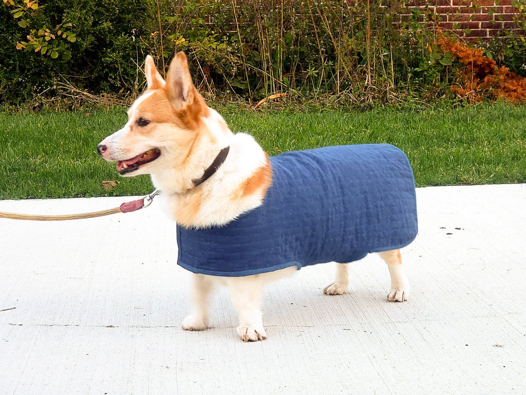 Dog Coat-ure with the Q Series