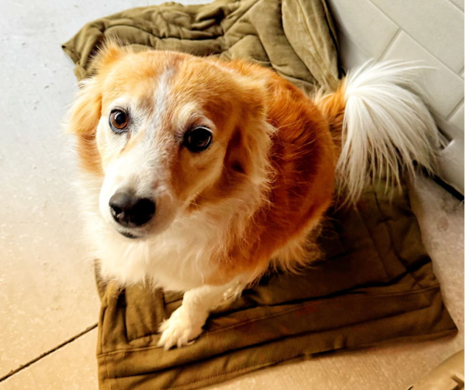 Easy Warming Pet Bed