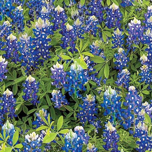 Flowers of Friendship - Bluebonnet Flowers Blue 14512-55