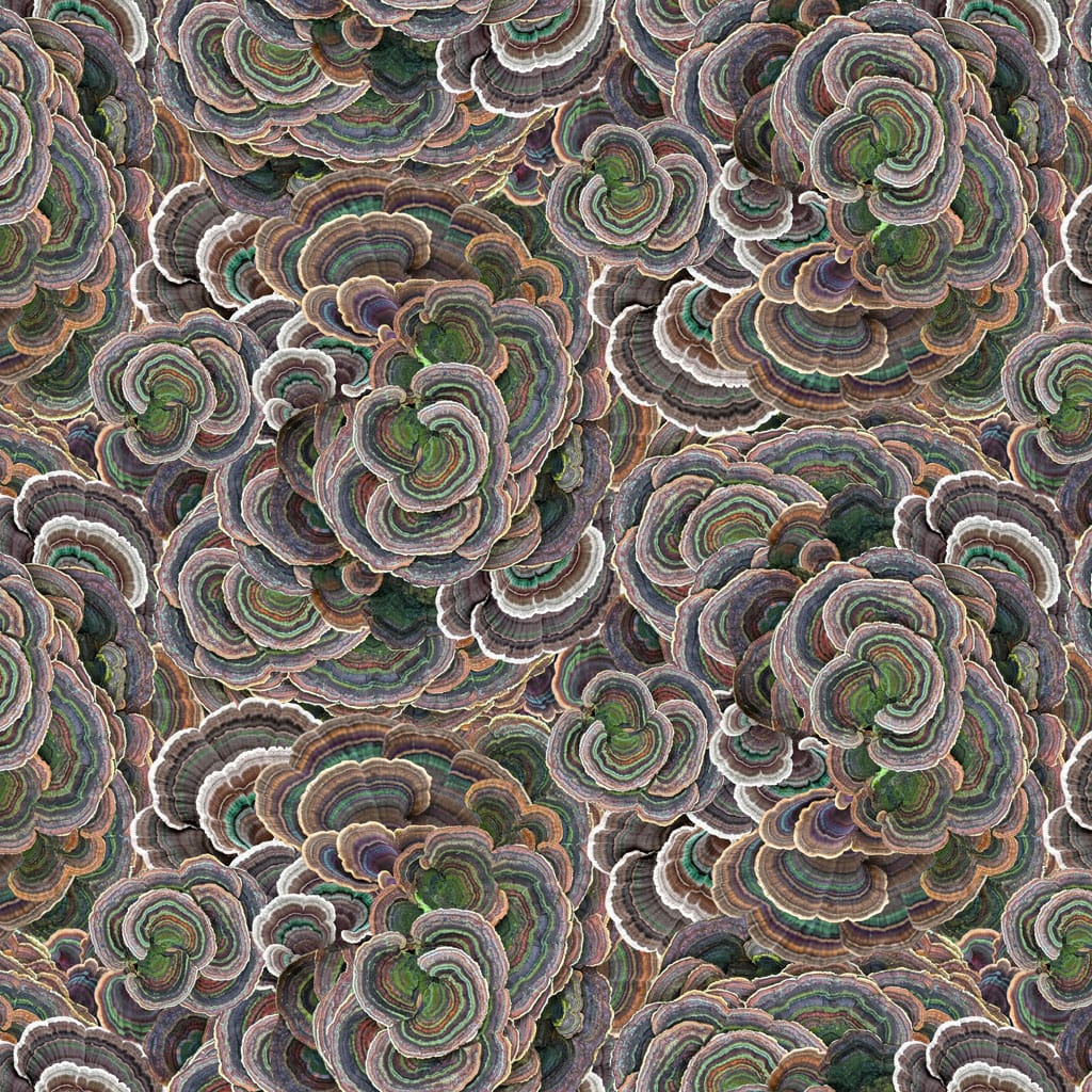 Turkey Tail Brown - Nature Study Y4856-15