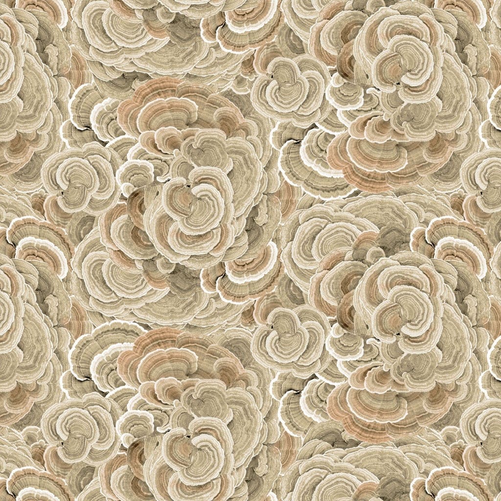 Turkey Tail Tan - Nature Study Y4856-12