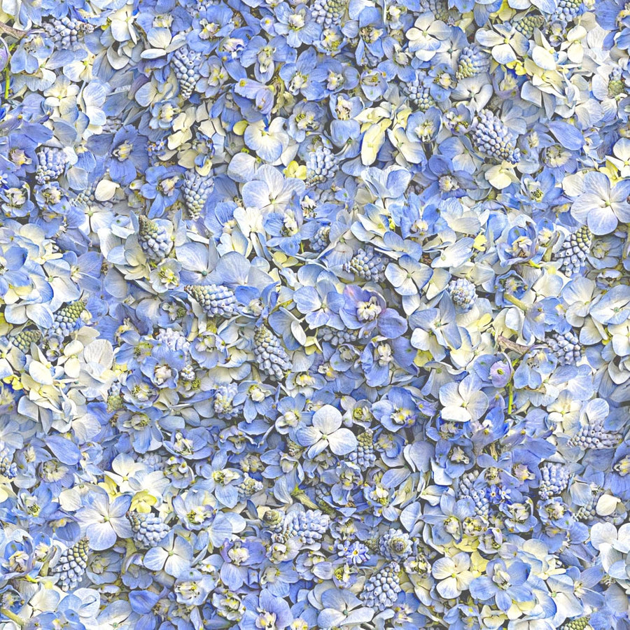 Hand Picked Forget Me Not - Pale Skies MASD10320-B