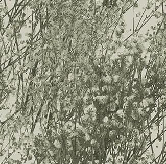 Tranquility - Floral Branches Green 91140-71