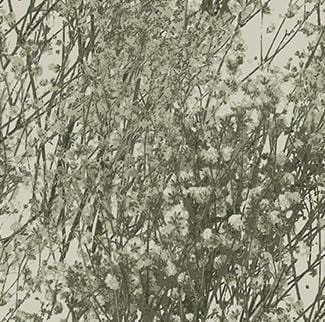 Tranquility - Floral Branches Green 91140-71