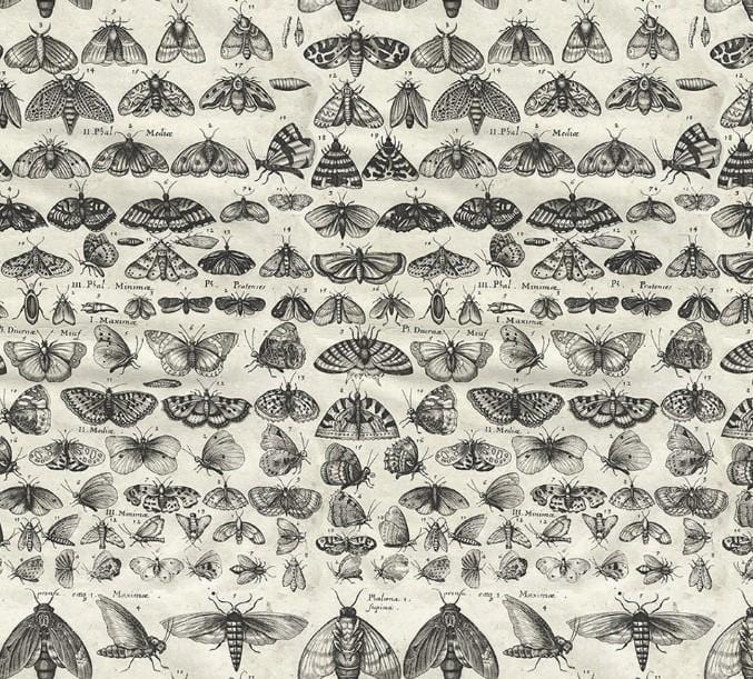 Charcoal Color Palette - Charcoal Moths PWTH315.CHARCOAL