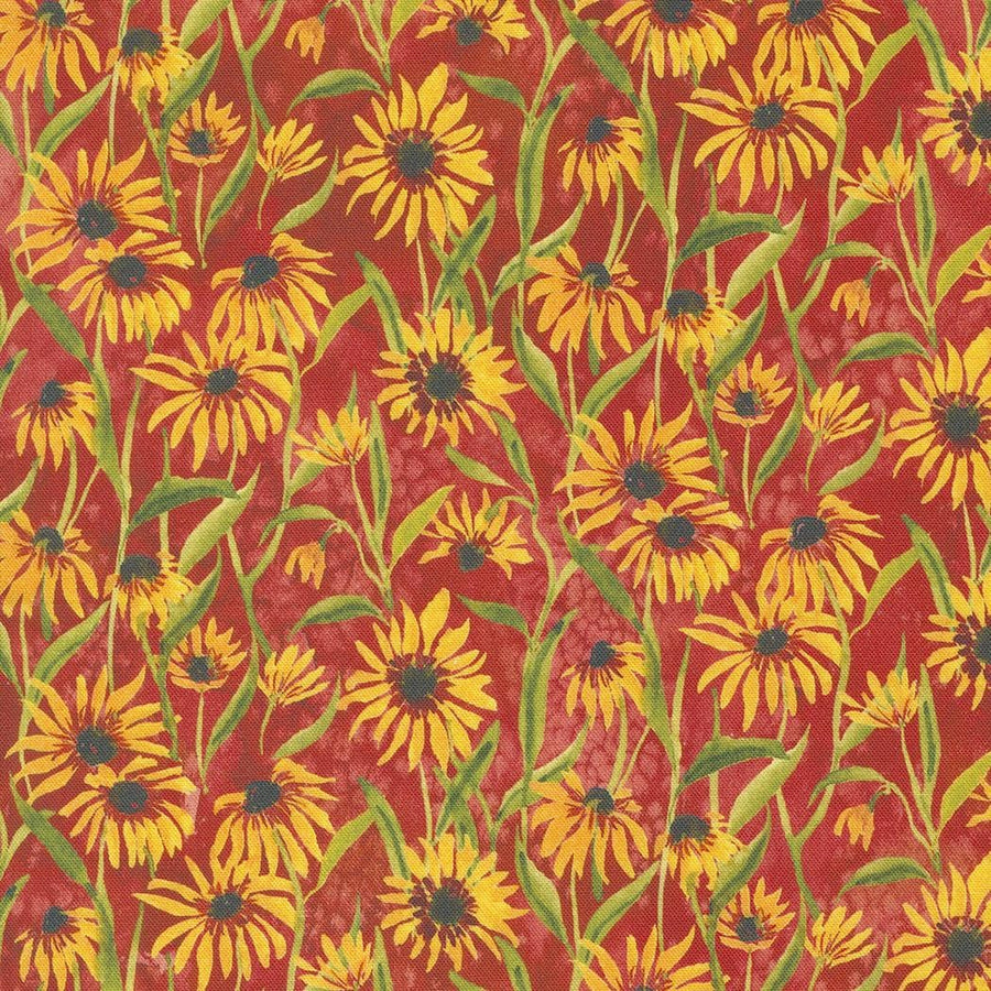 Floribunda - Blackeyed Suzie Q Florals Spice 39805-14