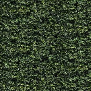 Naturescapes - Green Branches 25499-79