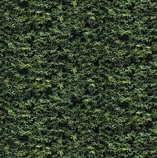 Naturescapes - Green Branches 25499-79