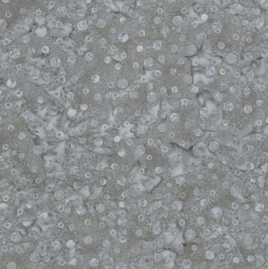 Gray & Golden Arabella - Pewter Dots BT23524-155