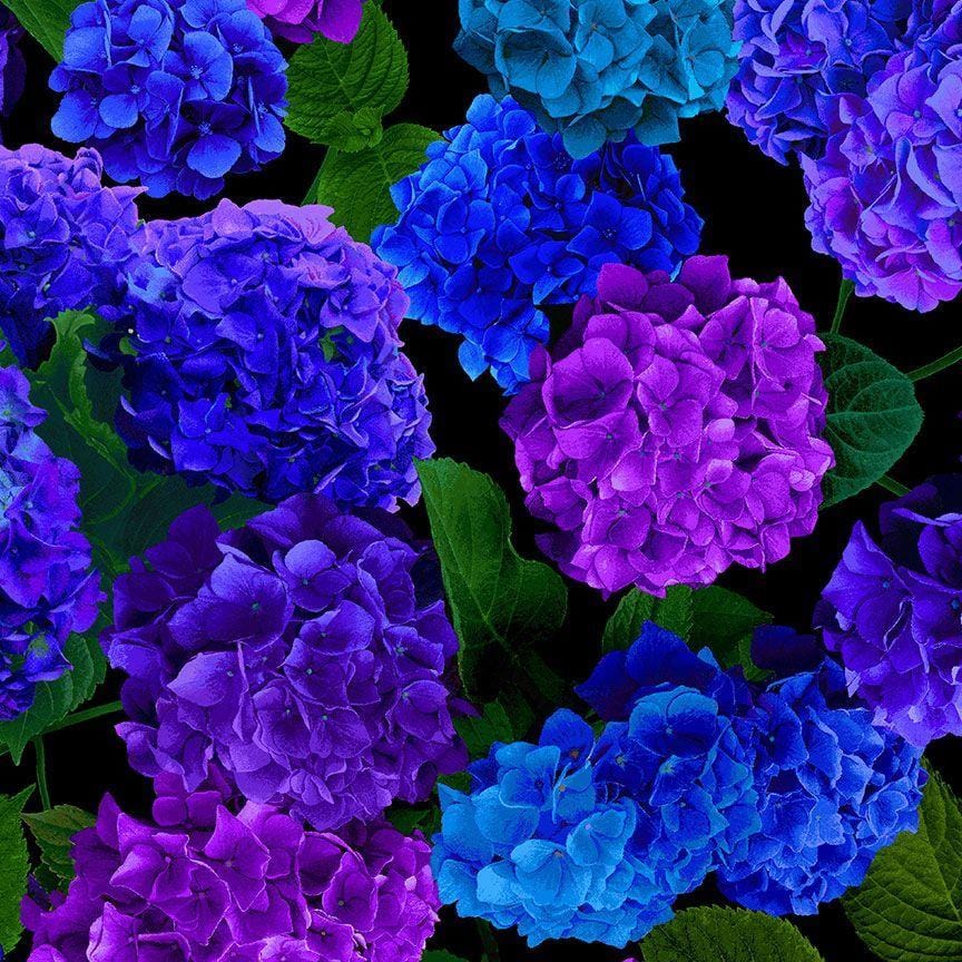 Midnight Bloom - Hydrangea Large Florals CD3381-HYDRGA