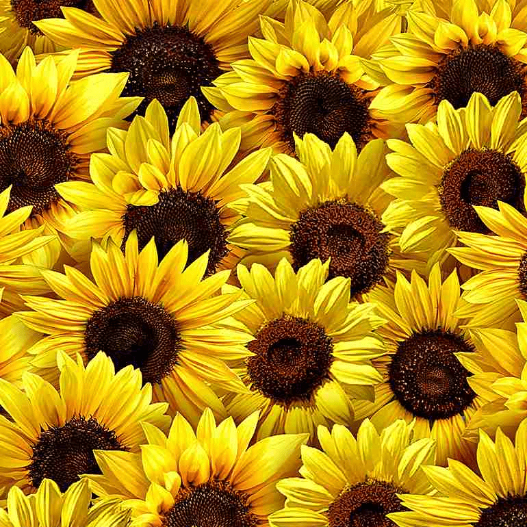 Wildflower - Packed Sunflowers Yellow C1134-YELLOW
